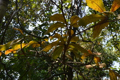 Madhuca bourdillonii